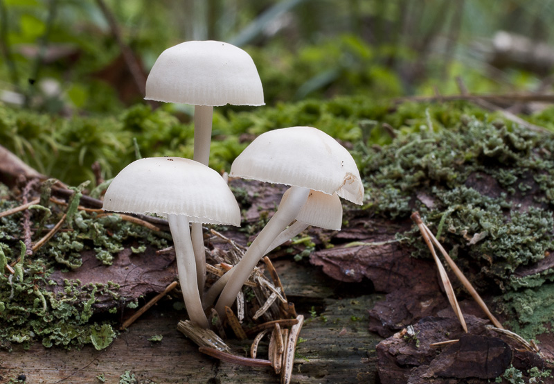 Mycena laevigata